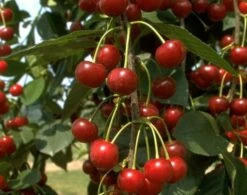 Heimanns Rubinweichsel Prunus Cerasus `Heimann´s Rubinweichsel´