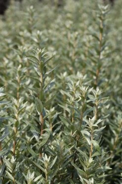 Sanddorn Pollmix Hippophae Rhamnoides `Pollmix´