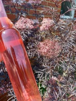 Holunder Black Lace ® Sambucus Nigra `Black Lace´ 15 Holunder Black Lace ® Sambucus Nigra `Black Lace´ -Pflanzen Verkauf Holunderbl ten Likor rosa