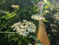 Holunder Haschberg Sambucus Nigra `Haschberg´ 13 Holunder Haschberg Sambucus Nigra `Haschberg´ -Pflanzen Verkauf Holunderbl tenlik r weiss