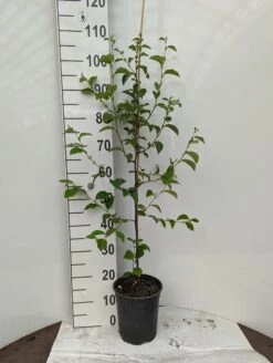 Chinesische Quitte / Holzquitte Pseudocydonia Sinensis 13 Chinesische Quitte / Holzquitte Pseudocydonia Sinensis -Pflanzen Verkauf Holzquitte