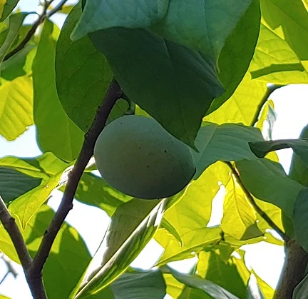 Veredelte Indianerbanane (Paw Paw) `Halvin´ Asimina Triloba `Wells´ 4 Veredelte Indianerbanane (Paw Paw) `Halvin´ Asimina Triloba `Wells´ – Bild 2