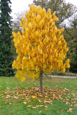 Veredelte Indianerbanane `Prolific´ Asimina Triloba `Profilic´ 10 Veredelte Indianerbanane `Prolific´ Asimina Triloba `Profilic´ -Pflanzen Verkauf Indianerbanane BaumW2DFt4kwjl8ci