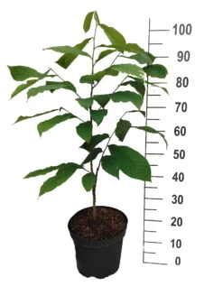 Pflanzen Verkauf -Pflanzen Verkauf Indianerbanane mango1