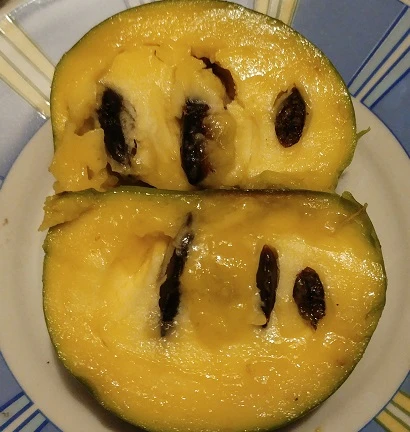 Veredelte Indianerbanane (Paw Paw) `Shenandoah®´ Asimina Triloba `Shenandoah´ 5 Veredelte Indianerbanane (Paw Paw) `Shenandoah®´ Asimina Triloba `Shenandoah´ – Bild 3