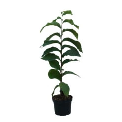 Indianerbanane (Paw Paw) Asimina Triloba 9 Indianerbanane (Paw Paw) Asimina Triloba -Pflanzen Verkauf Indianerbanane weiss