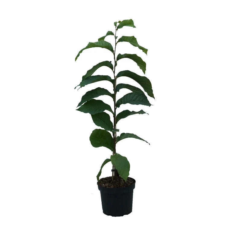 Indianerbanane (Paw Paw) Asimina Triloba 5 Indianerbanane (Paw Paw) Asimina Triloba – Bild 3