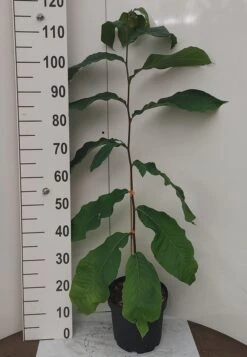 Veredelte Indianerbanane `NC1´ Asimina Triloba `NC1´ 9 Veredelte Indianerbanane `NC1´ Asimina Triloba `NC1´ -Pflanzen Verkauf Indianerbanane weissUURtI4poHnJw6