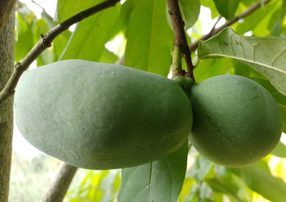 Veredelte Indianerbanane (Paw Paw) `Susquehanna ®´ Asimina Triloba `Susquehanna´ 3 Veredelte Indianerbanane (Paw Paw) `Susquehanna ®´ Asimina Triloba `Susquehanna´