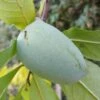 Veredelte Indianerbanane `Allegheny´® Peterson Pawpaws® Asimina Triloba `Allegheny´ 2 Veredelte Indianerbanane `Allegheny´® Peterson Pawpaws® Asimina Triloba `Allegheny´ -Pflanzen Verkauf Indianerbanane1