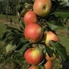 Säulenapfel `James Grieve Super Compact ®´ Malus Domestica `James Grieve Super Compact´ 1 Säulenapfel `James Grieve Super Compact ®´ Malus Domestica `James Grieve Super Compact´ -Pflanzen Verkauf James Grieve Super Compact