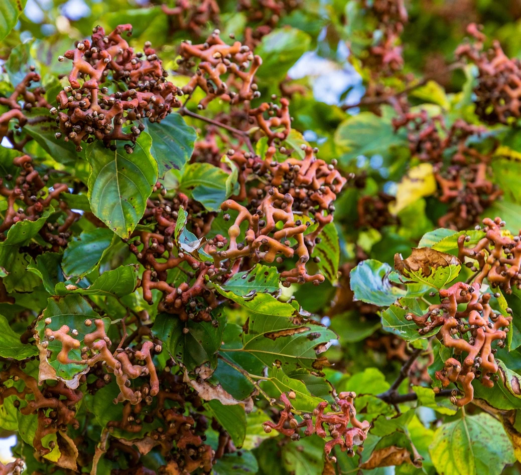 Japanischer Rosinenbaum Hovenia Dulcis 2 Japanischer Rosinenbaum Hovenia Dulcis