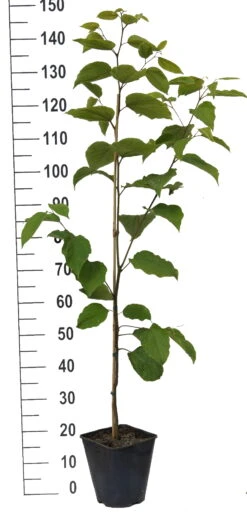 Japanischer Rosinenbaum Hovenia Dulcis 6 Japanischer Rosinenbaum Hovenia Dulcis -Pflanzen Verkauf Japanischer rosinenbaum weiss