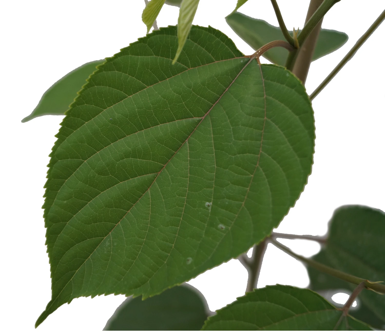 Japanischer Rosinenbaum Hovenia Dulcis 3 Japanischer Rosinenbaum Hovenia Dulcis – Bild 2