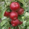 Säulenapfel Jarle ® Malus Domestica 1 Säulenapfel Jarle ® Malus Domestica -Pflanzen Verkauf Jarle