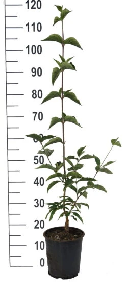 Großfrüchtige Kornelkirsche `Jolico´ Cornus Mas `Jolico´ 9 Großfrüchtige Kornelkirsche `Jolico´ Cornus Mas `Jolico´ -Pflanzen Verkauf Jolico Kornelkirsche weiss