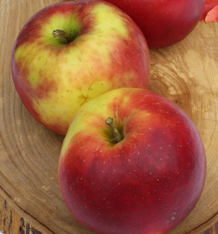 Jonagold Malus Domestica 4 Jonagold Malus Domestica – Bild 2