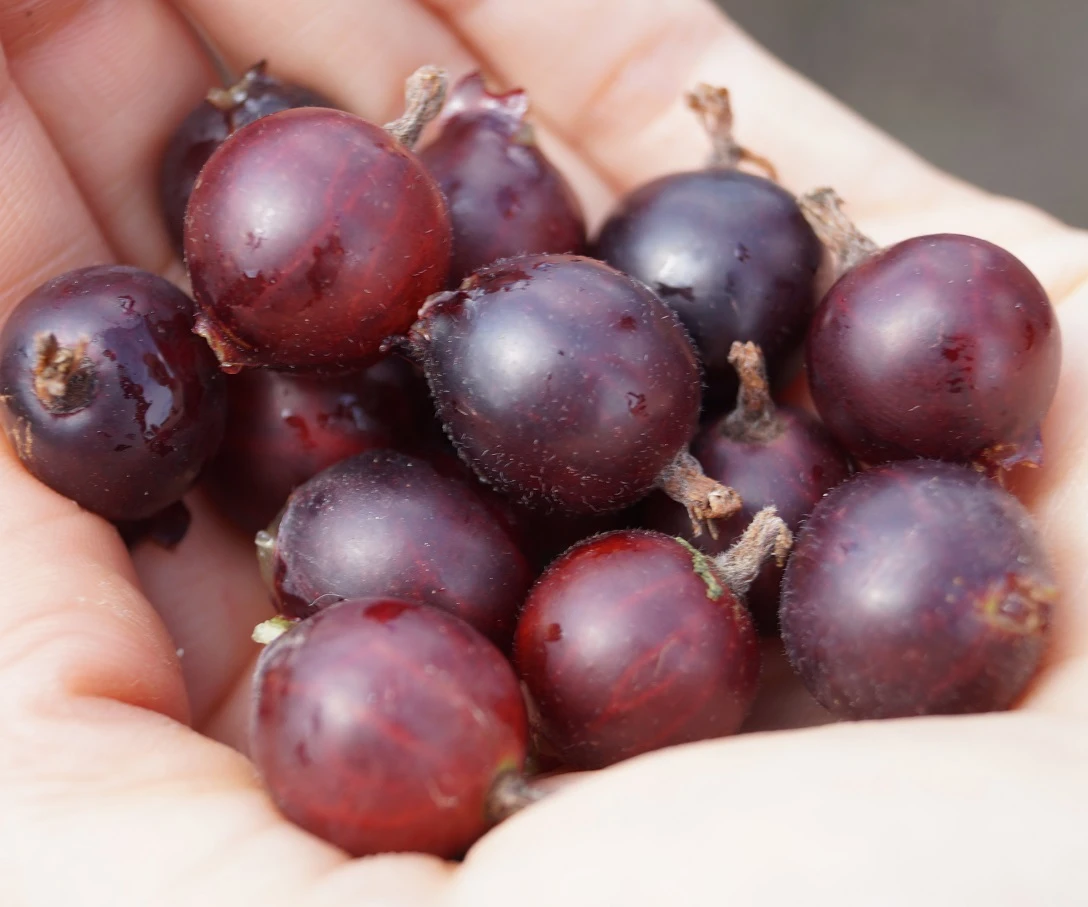 Jochelbeere Ribes X Nidrigolaria 4 Jochelbeere Ribes X Nidrigolaria – Bild 2