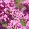 Judasbaum Cercis Siliquastrum 2 Judasbaum Cercis Siliquastrum -Pflanzen Verkauf Judasbaum mit biene