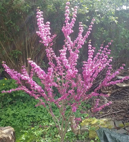 Judasbaum Cercis Siliquastrum 5 Judasbaum Cercis Siliquastrum – Bild 3