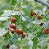 Jujube / Chinesische Dattel / Brustbeere `Li´ Ziziphus Jujuba 1 Jujube / Chinesische Dattel / Brustbeere `Li´ Ziziphus Jujuba -Pflanzen Verkauf Jujube erweiterte Lizenz