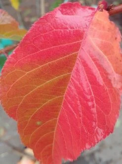 Zierkirsche `Kanzan´ Prunus Serrulata `Kanzan´ -Pflanzen Verkauf Kanzan herbstf rbung