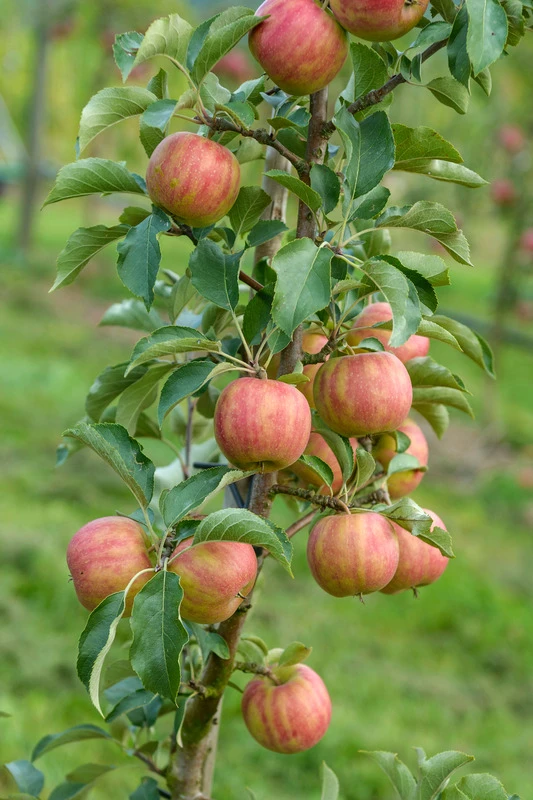 Karneval Ⓢ Malus Domestica `Karneval´ 4 Karneval Ⓢ Malus Domestica `Karneval´ – Bild 2