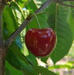 Säulensauerkirsche `Jachim´ Prunus Cerasus `Jachim´ -Pflanzen Verkauf KirscheqrHhSGMlGgmAy