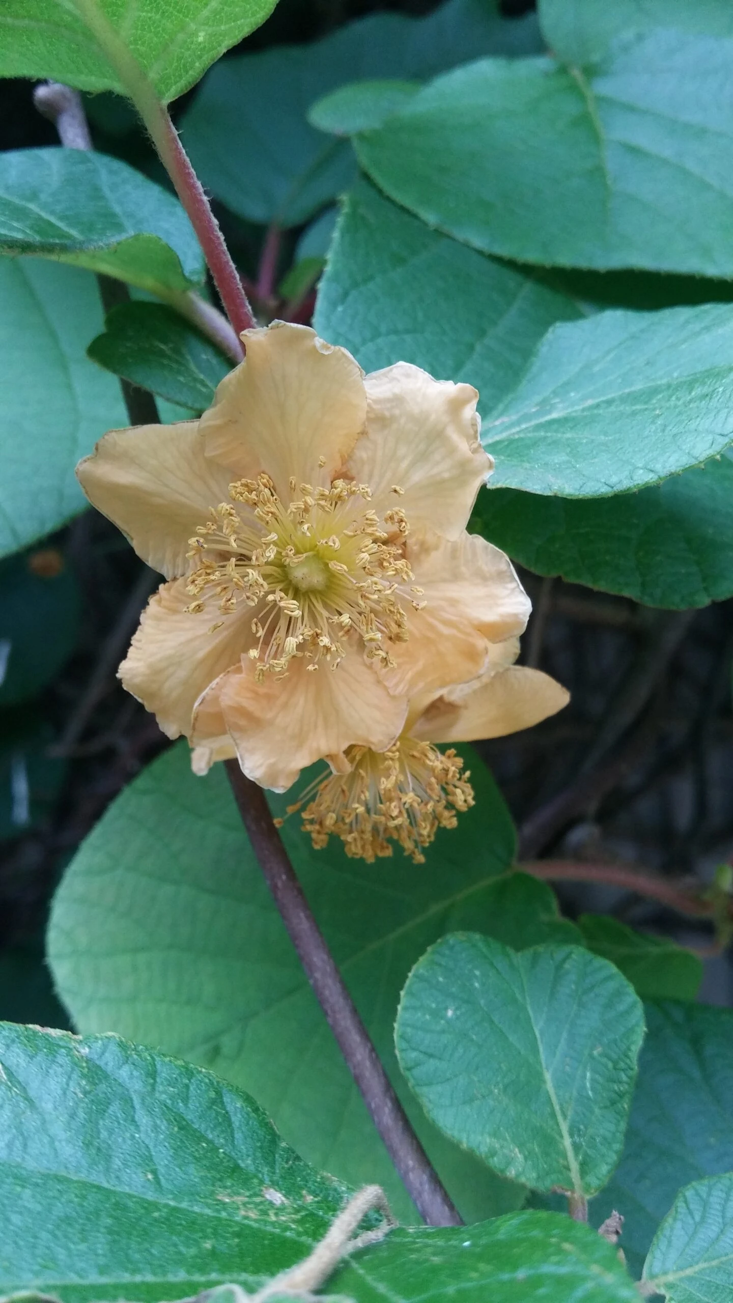 Kiwi `Tomuri´ (männlich) Actinidia Chinensis `Tomuri 2 Kiwi `Tomuri´ (männlich) Actinidia Chinensis `Tomuri