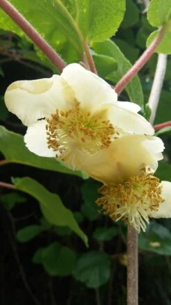 Pflanzen Verkauf -Pflanzen Verkauf Kiwi weiblich