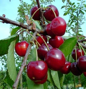 Zwergsauerkirsche Kobold Prunus Cerasus `Kobold´ 3 Zwergsauerkirsche Kobold Prunus Cerasus `Kobold´