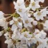 Zwerg-Zierkirsche `Kojou-no-mai´ Prunus Incisa `Kojou-no-mai´ -Pflanzen Verkauf Kojou no mai