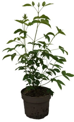 Kolchische Pimpernuss Staphylea Colchica -Pflanzen Verkauf Kolchische Pimpernuss