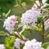 Koreanischer Duft-Schneeball Viburnum Carlesii -Pflanzen Verkauf Korea Schneeball