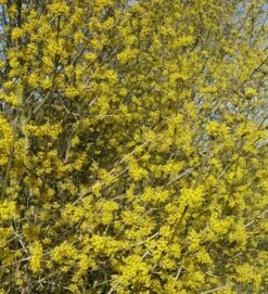 Großfrüchtige Kornelkirsche `Schönbrunner Gourmet Dirndl´ Cornus Mas `Schönbrunner Gourmetdirndl´ 9 Großfrüchtige Kornelkirsche `Schönbrunner Gourmet Dirndl´ Cornus Mas `Schönbrunner Gourmetdirndl´ -Pflanzen Verkauf Kornelkirschen