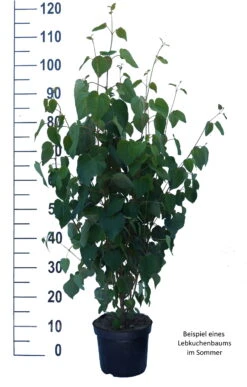 Lebkuchenbaum / Katsurabaum Cercidiphyllum Japonicum 13 Lebkuchenbaum / Katsurabaum Cercidiphyllum Japonicum -Pflanzen Verkauf Lebkuchenbaum weiss