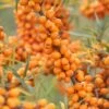 Sanddorn-Set - Männl. Und Weibl. Pflanze Hippophae Rhamnoides 1 Sanddorn-Set - Männl. Und Weibl. Pflanze Hippophae Rhamnoides -Pflanzen Verkauf LeikoraJcriljNnxkTgm