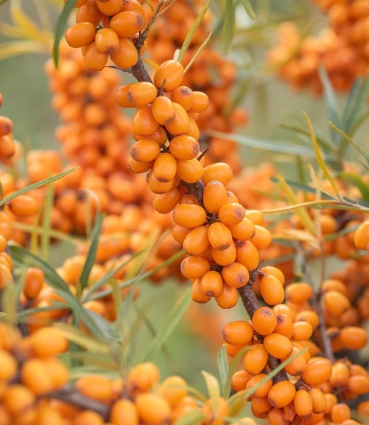 Sanddorn `Leikora´ Hippophae Rhamnoides `Leikora´ 3 Sanddorn `Leikora´ Hippophae Rhamnoides `Leikora´