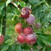 Liberty Malus Domestica `Liberty´ 1 Liberty Malus Domestica `Liberty´ -Pflanzen Verkauf LibertyGLqknH9gbmiWk