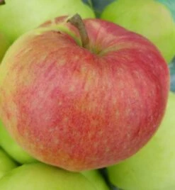 Ligol Malus Domestica `Ligol´ 5 Ligol Malus Domestica `Ligol´ -Pflanzen Verkauf Ligol