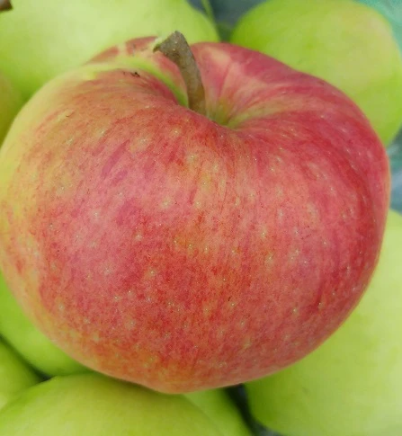 Ligol Malus Domestica `Ligol´ 4 Ligol Malus Domestica `Ligol´ – Bild 2