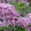 Zwerg-Duft-Flieder `Lillifee´® Syringa Meyeri `Lillifee´ 1 Zwerg-Duft-Flieder `Lillifee´® Syringa Meyeri `Lillifee´ -Pflanzen Verkauf Lillifee Kordes Jungpflanzen