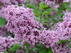 Zwerg-Duft-Flieder `Lillifee´® Syringa Meyeri `Lillifee´