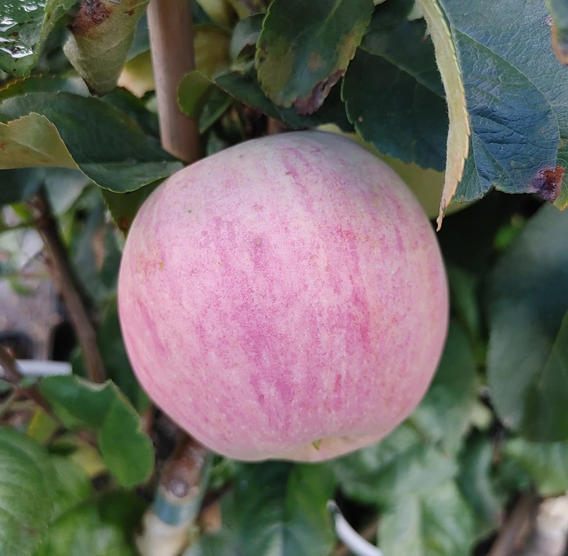 Zwergapfel Maloni® `Lilly´® Malus Domestica `Lilly´ 3 Zwergapfel Maloni® `Lilly´® Malus Domestica `Lilly´