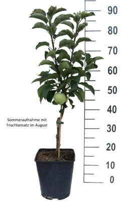 Zwergapfel Maloni® `Lilly´® Malus Domestica `Lilly´ 7 Zwergapfel Maloni® `Lilly´® Malus Domestica `Lilly´ -Pflanzen Verkauf Lilly weiss