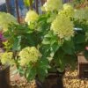 Rispenhortensie `Little Lime®´ Hydrangea Paniculata `Little Lime´ -Pflanzen Verkauf Limelight Hortensie
