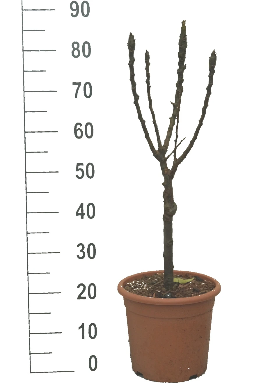 Zwergbirne `Luisa´ Pyrus Communis `Luisa´ 4 Zwergbirne `Luisa´ Pyrus Communis `Luisa´ – Bild 2