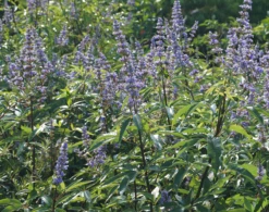 Mönchspfeffer Vitex Agnus Castus -Pflanzen Verkauf M nchpfeffer 3