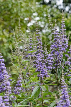 Mönchspfeffer Vitex Agnus Castus -Pflanzen Verkauf M nchspfeffer