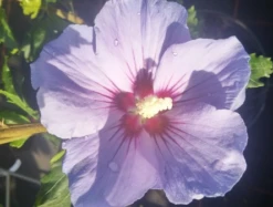 Pflanzen Verkauf -Pflanzen Verkauf MArina Hibiskus